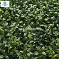 Anti-UV Faux Grass Plant Type and Plastic Material Artificial Boxwood Bush/ Artificial Boxwood Grass